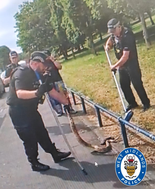 🐍 We often have to deal with the odd ssssslippery customer, but officers got an off-the-scale shock when they encountered a boa constrictor in the middle of a busy Birmingham road.

More here ➡️ rb.gy/89ufq