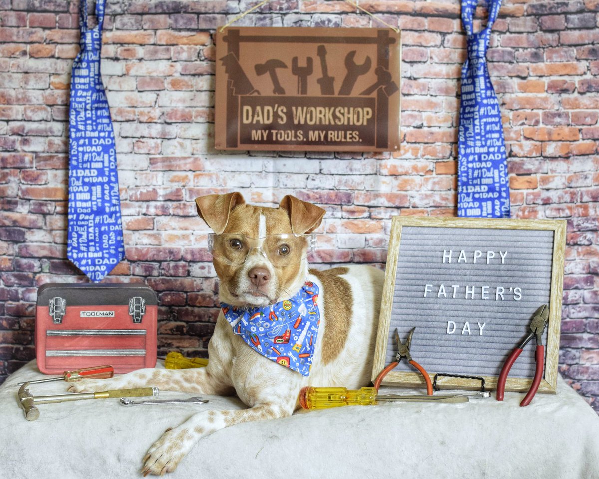 Sky is wishing all the dads a Happy Father’s Day!  @BrittanyBabc7 @ABC7NY #bigdogsunday