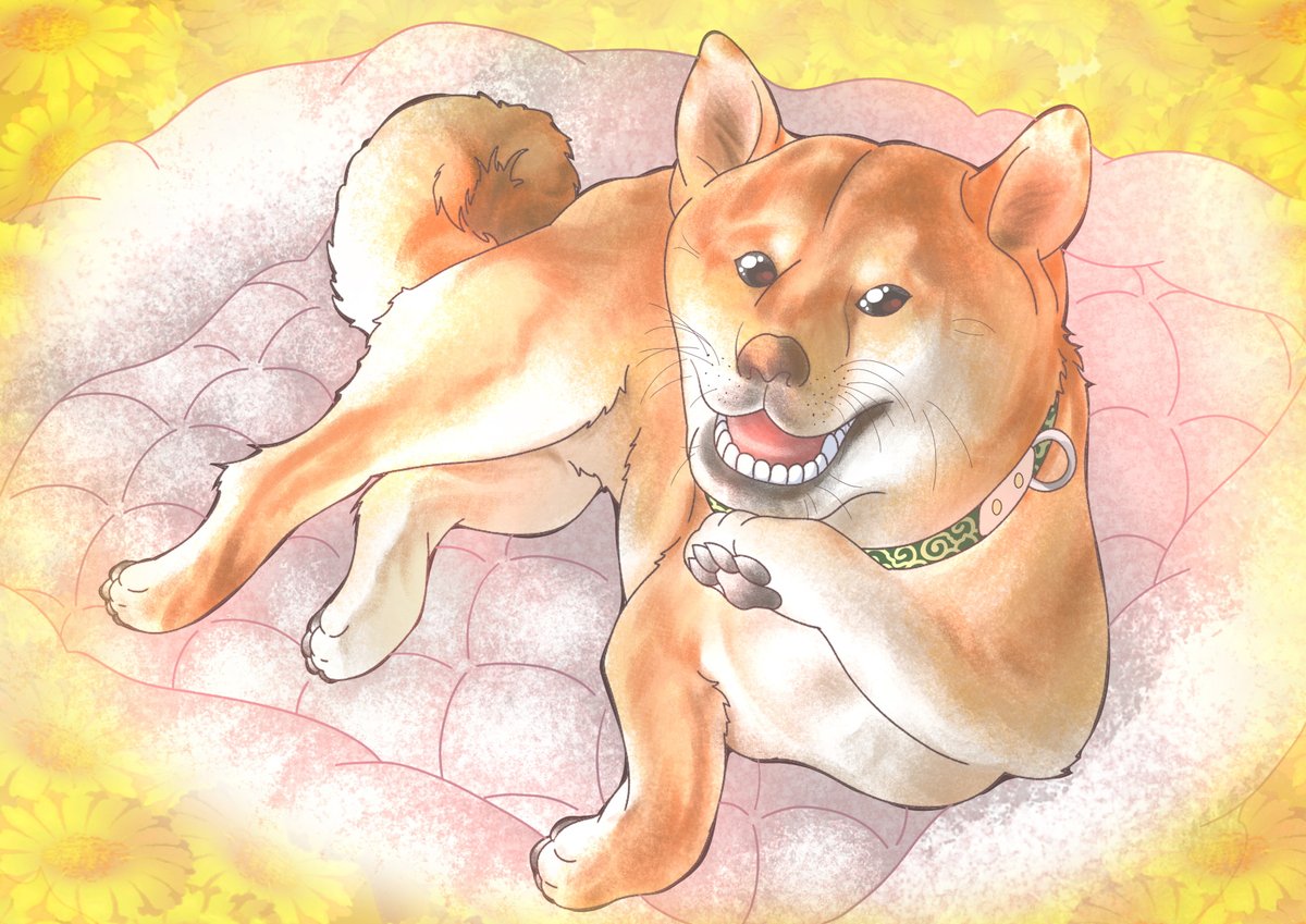 no humans animal focus dog animal collar open mouth shiba inu  illustration images