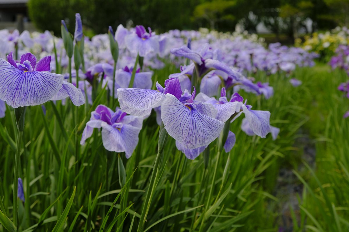 NG_005's tweet photo. 多賀城跡あやめまつり

1枚目　LeicaQ
2枚目　LeicaD-LUX（typ109）
3枚目　fujifilmX-H1（XF18-55）

どの写りがお好みですか？

#leicacamera
#leicaq
#leicadlux109
#fujifilmxh1
#多賀城市
#多賀城跡あやめ園
#コンデジ
#apsc
#フィルムシミュレーション
#astia
#カメラ好きな人と繋がりたい https://t.co/pM0TyE3mJy
