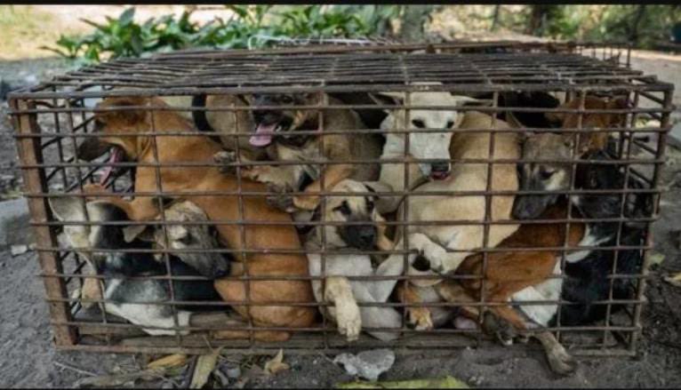 Bhatia3060's tweet photo. #SAYNOTOLIVESTOCKBILL2023
Oppose the bill proposed by the Ministry - THE LIVE-STOCK AND LIVE-STOCK PRODUCTS [IMPORTATION AND EXPORTATION] BILL, 2023 allows dogs and cats to be used for meat consumption.
#SayNoToLivestockBill2023 @PRupala @Dept_of_AHD @Min_FAHD https://t.co/J0LePhi4A4