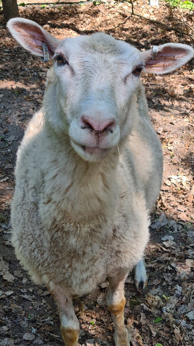 Tarinoita matkan varrelta: -Taitaa lammas olla sairas. -Mikäs vaivaa? - Bää 😂 Hyvinvoivia olivat kaikki kolme lammastamme, kun päivälenkillä kävimme heitä tervehtimässä. #HyvänElämänPalvelutalo #Kotitalo1 @foibekartano #eläinvitsi