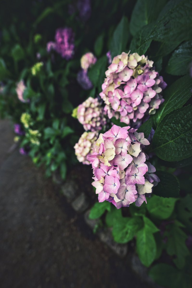 『Oriental Roses』
*

#紫陽花 #アジサイ #hydrangea #長居植物園
#カメラ男子 #ファインダー越しの私の世界 #写真好きな人と繋がりたい #幸せな瞬間をもっと世界に #カメラのある生活 #日常に魔法をかけて #その瞬間に物語を #ファインダーは私のキャンバス #ダレカニミセタイケシキ #キリトリセカイ