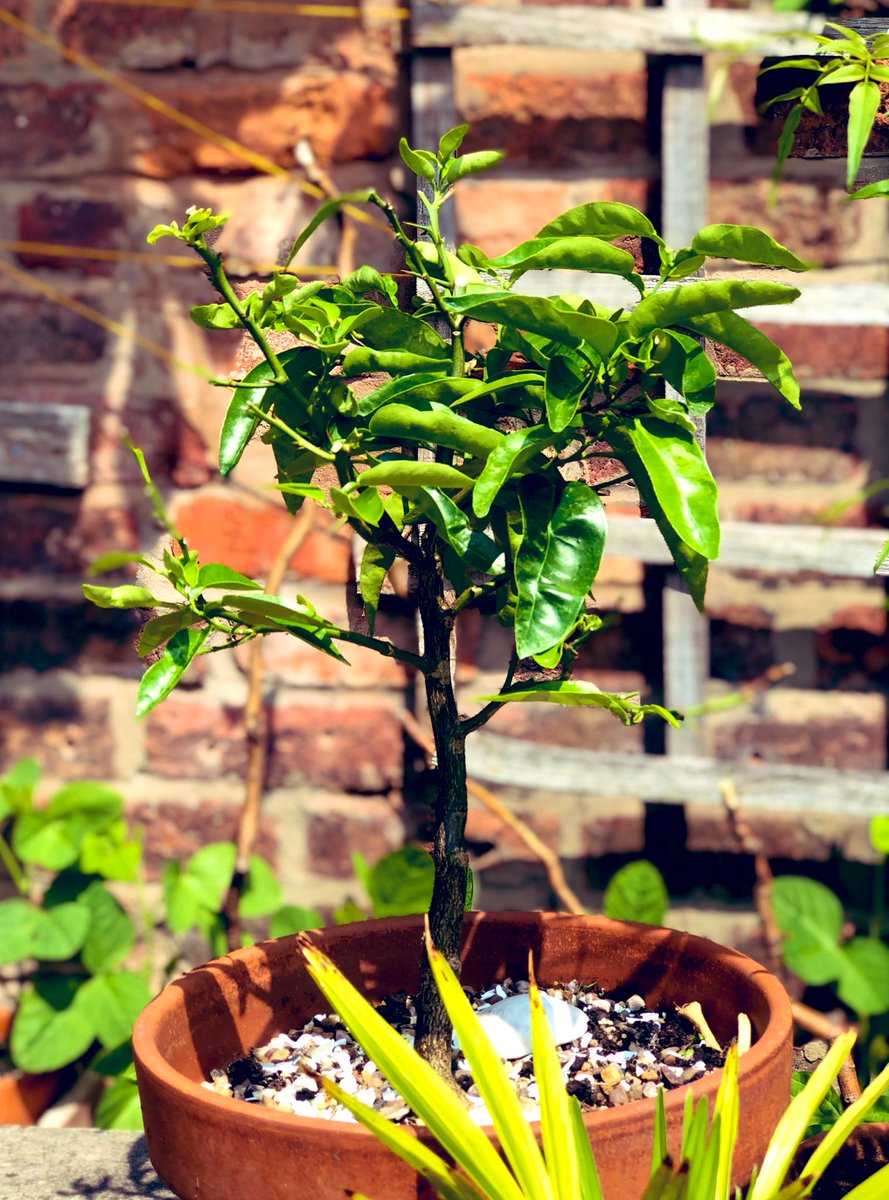 Angela Samata DL CF tweet media