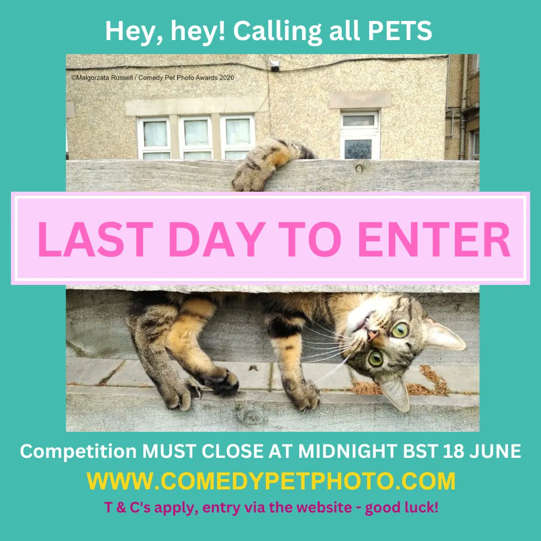 ComedyPetPhoto's tweet photo. Enter for a chance to win £500 for your funny pet photo/videos - details below. #cppa2023 #comedypetphoto #comedypets #funnypets #photocomp #comedypet #lol #smile #petoftheday #cutepet https://t.co/W1g5j5w7i9