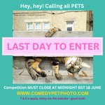 Photo by Comedy Pet Photo Awards (@ComedyPetPhoto)