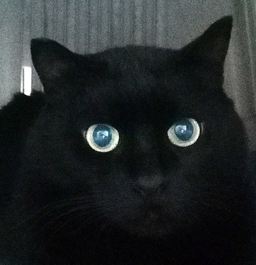 Look into my eyes..... Deeeeeep into my eyes. You want to give me a treat.....

Nala is trying out her hypnotism skills. (It worked!)

PayPal.me/macjapreja
SMS 1919 MUCKE5

#macjapreja #adoptdontshop  #catsoftwitter #animalshelter #sheltercats #catlover #bestfriends #BlackCat