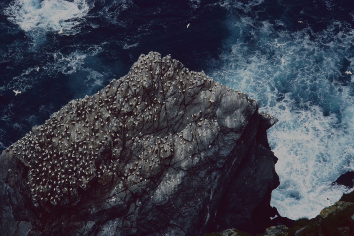 We are open Mon-Sat 10.30-5

Images from 'Things I want to look at a little longer' - photographs from the Gunnie Moberg Archive selected by @BlideTrust :
by Th'Oyd, 2023
Gannets at Hermaness by Gunnie Moberg, 2006 © Gunnie Moberg Archive, @OrkneyLibrary

#PierArtsCentre