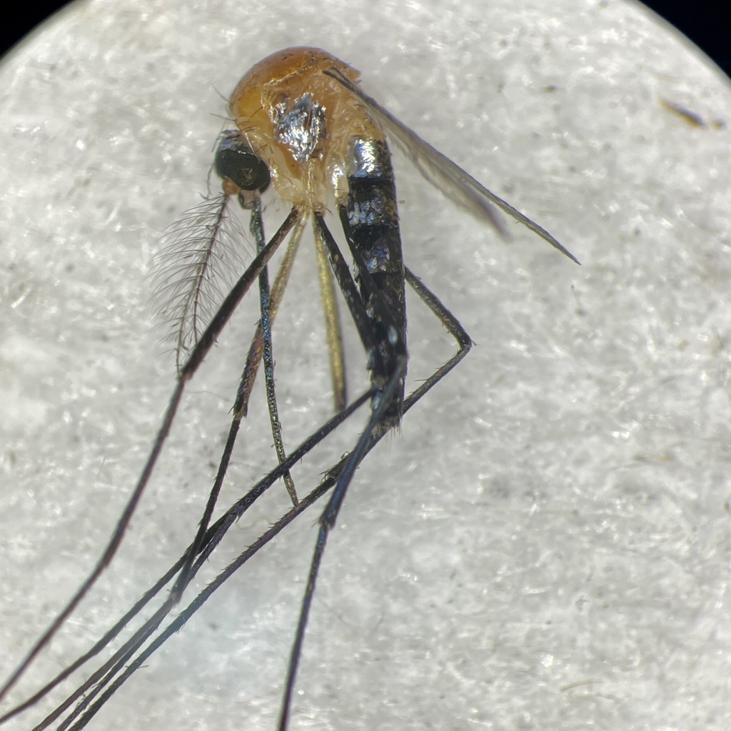 This is 'Tripteroides magnesianus' from a light trap at #BaduIsland, #TorresStrait. This 1st record on iNaturalist.org and the 90th species for our project #MozzieMonitors
 🦟🦟inaturalist.org/observations/1… #citizenscience #publichealth #biodiversity