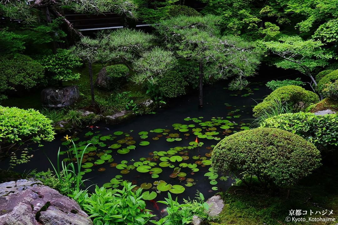 NipponVisuals's tweet photo. Eikando Zenrin-ji Temple, Japan ⛩️
📸 https://t.co/4xFVCJRHm0 https://t.co/JIeuvzOEBK