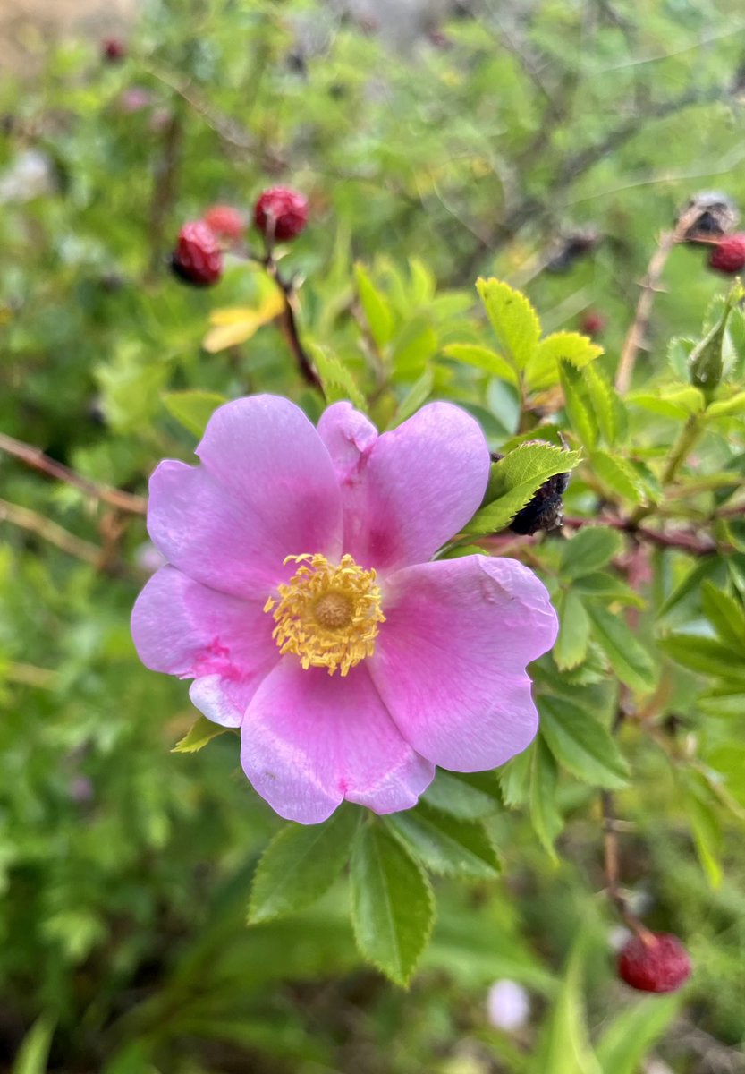 I saw this beautiful flower while at the beach of all places!
#longisland #jonesbeach #flowers