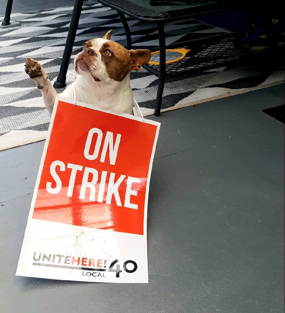 Good morning! It's Strike DAY 5! #SheratonYVRStrike 

#dogs #onstrike #strike #bclab #canlab #richmondbc #britishcolumbia #canada #yvr #vancouver #union #workersunite #unionstrong #fairpay #livingwage