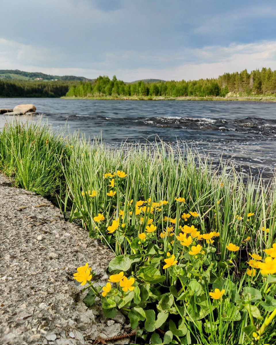 Pihla Kivistö tweet media