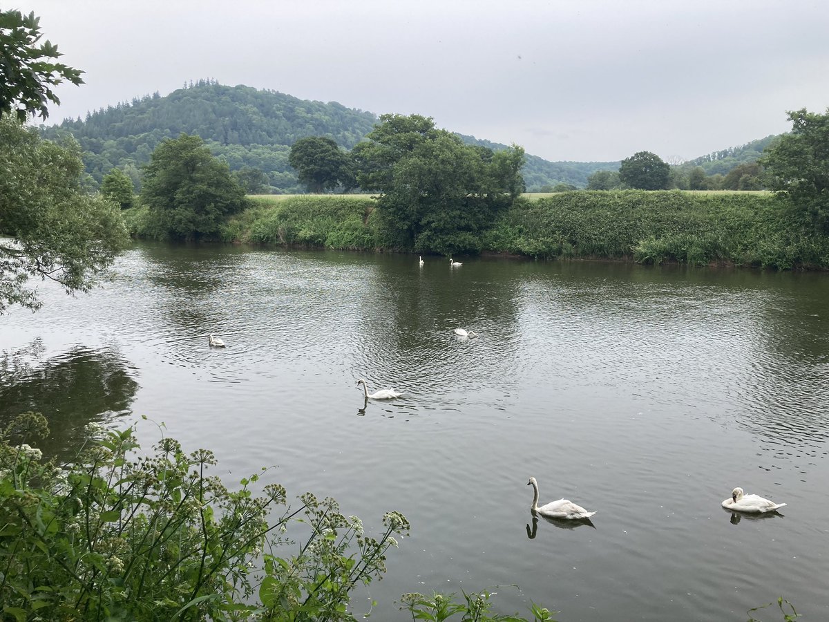 I counted 20 swans between the Wyastone bend and Wyebridge in #monmouth. Only one breeding pair that I could see, though (although there is a family of four or five cygnets a bit further downstream. #wye #wyevalley