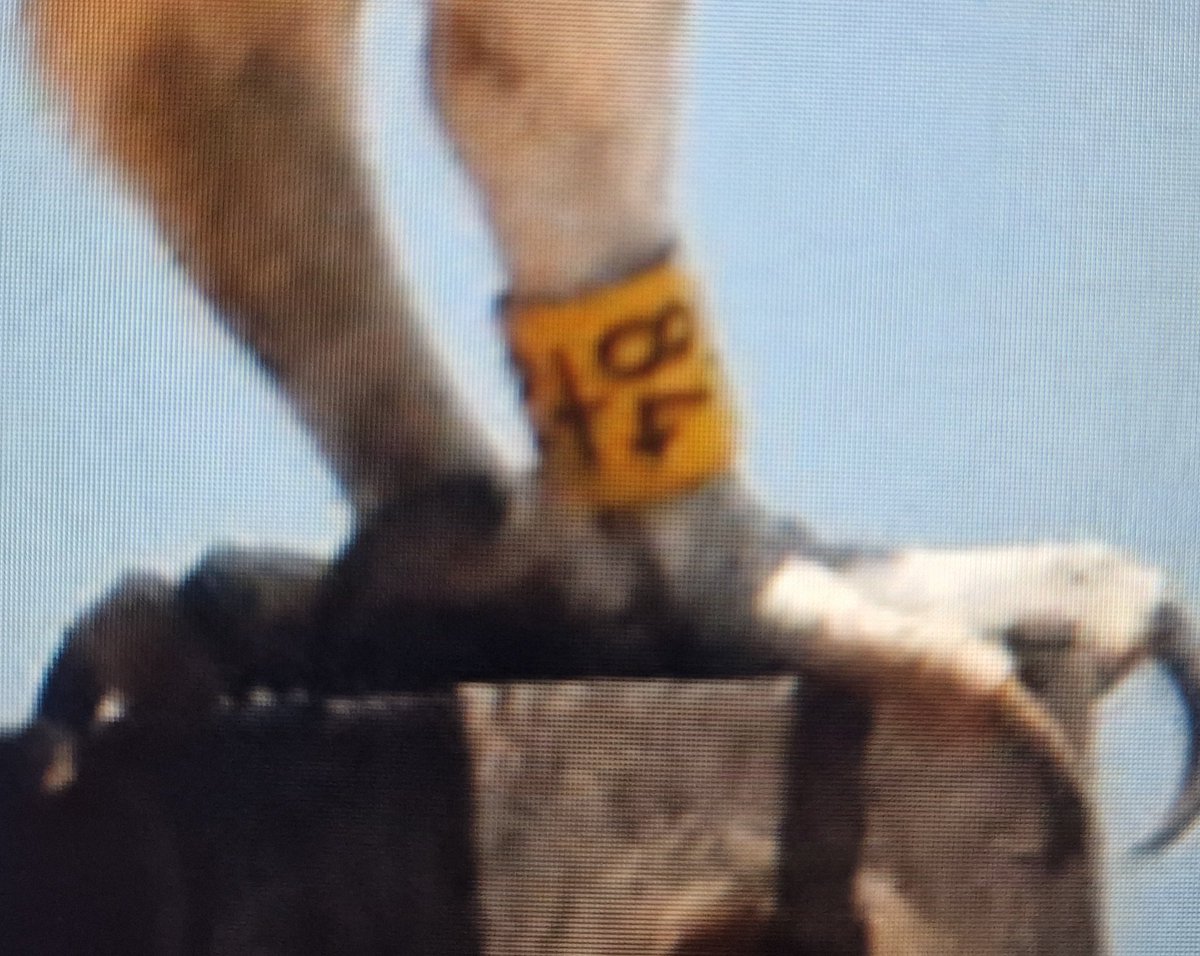 vickyoutenphoto's tweet image. #AskTwitter 
I wonder if anyone can help me please. 

I'm interested in finding out about 2 ospreys I've seen in Cape Verde, which have been tagged &amp;amp; wondered how I go about finding out about them. Is there a website where I can find this information? Here are the tags