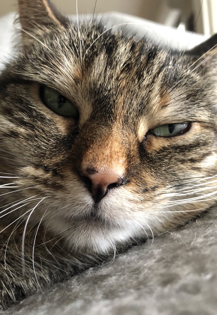 rickygervais's tweet photo. Just woke her up. Not impressed. https://t.co/21QAP6gm77