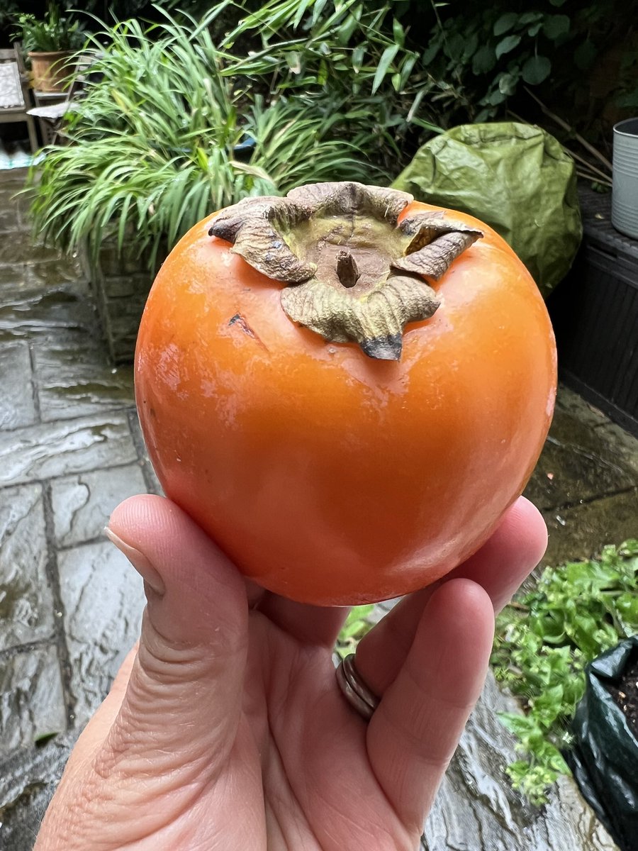 SE7Potter's tweet image. Great day @CharltonHouseGW market - thanks to everyone who bought, chatted and asked about #PotteryClasses- and thanks @vgreengrocers for the most amazing persimmons! Monthly market: next one is July 16th, (all other market dates on my website)