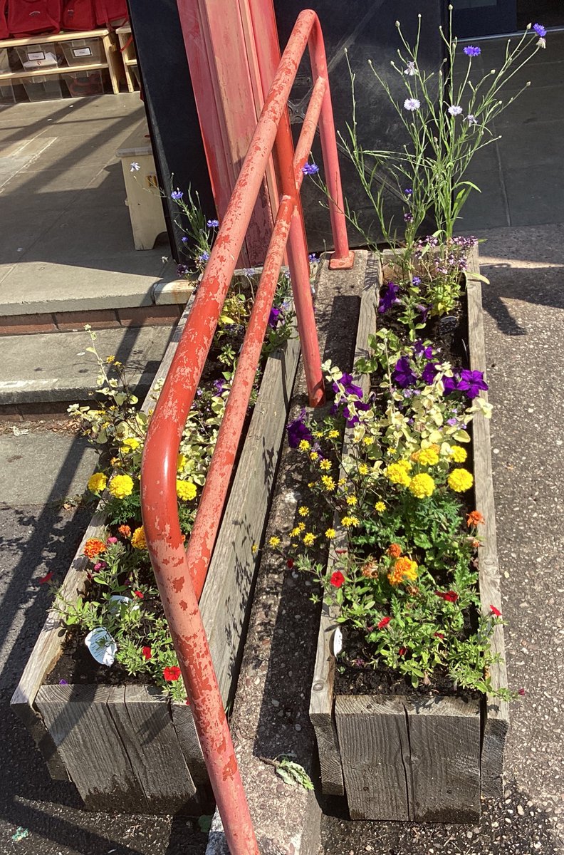 BollinPrimN's tweet photo. Eyfs Rainbow flowers in full bloom 🌈 🌸 https://t.co/tzFTXCxypi