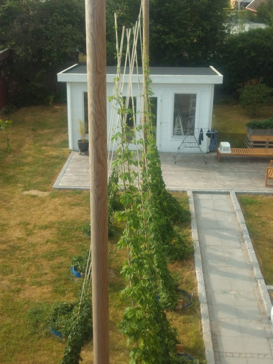 KeldlingBrew's tweet photo. Saaz won the Race to the Top. Centennial had the Lead until a Month ago. 
The Others on the Right are also doing well... All moved last Autumn.
The Ones on the Left are behind ... They were moved this Year. https://t.co/IXnOoOVhCW