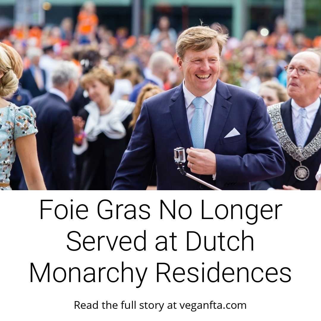 Foie gras no longer served at Dutch monarchy residences. The British Crown decided the same last year. 🙌🇳🇱

👉 Read more: veganfta.com/2023/06/01/foi…

#veganism #unitedkingdom #foiegras #animals #animalrights
