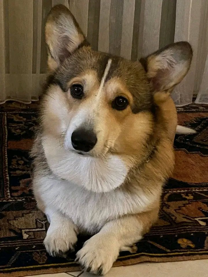 Corgi_lovers7's tweet photo. Happy National Corgi Day to all Corgis and owners all over the world I’m Jasper from Athens Greece folks 💕💕 https://t.co/r7LHW1Hhn3