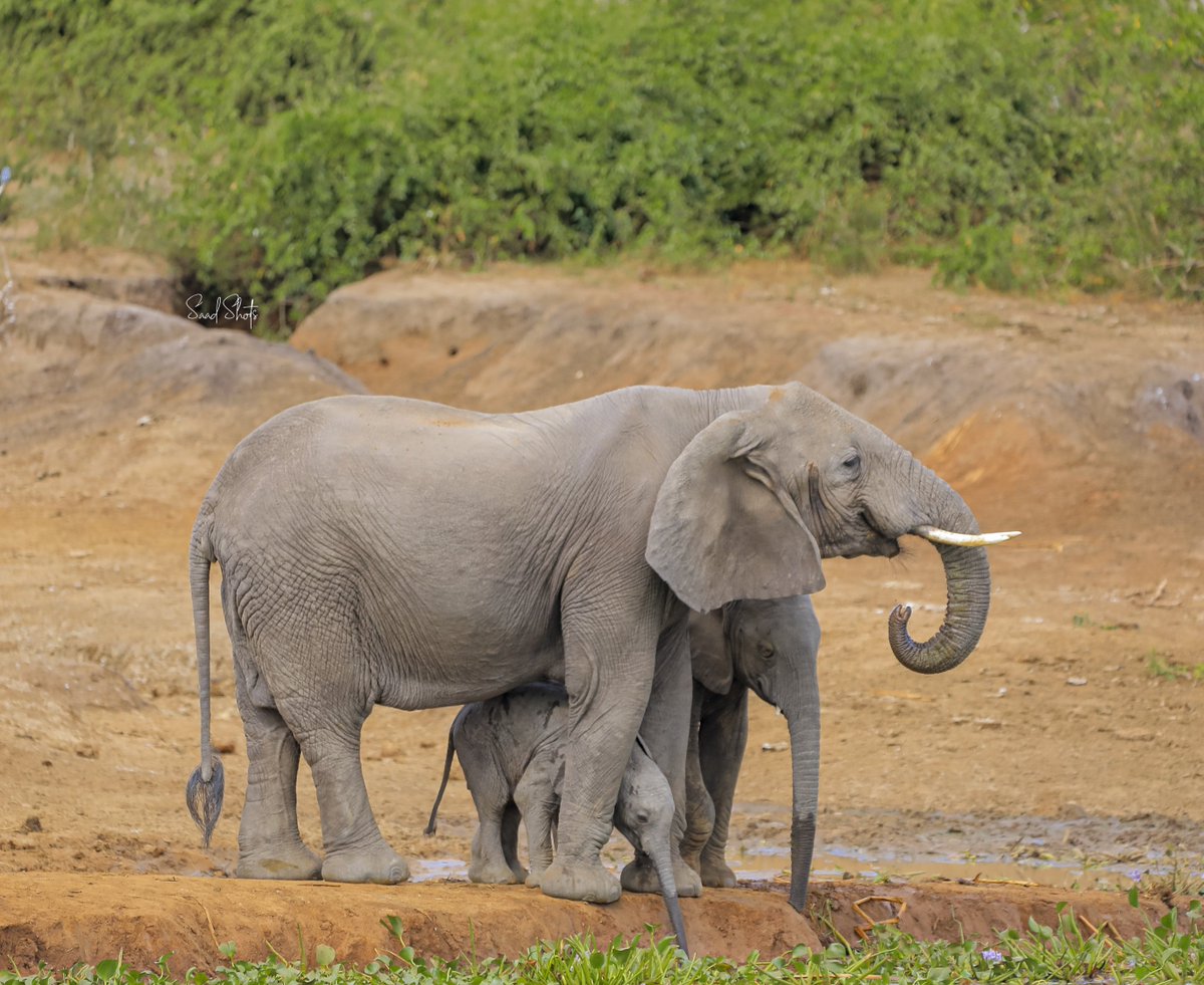 Saad Shots 📸 on Twitter "RT saadShots Did you know unlike most other