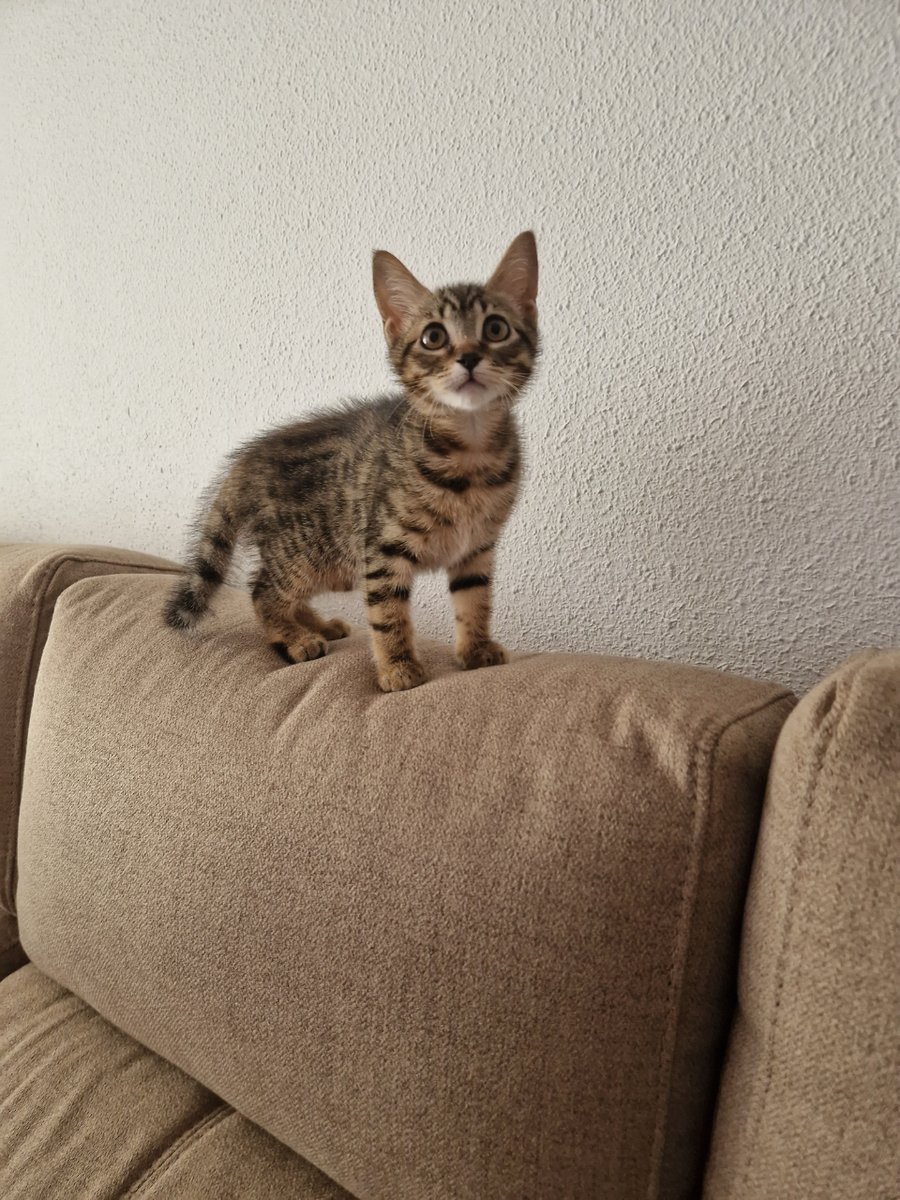 ZafiroProte's tweet photo. Leppard está chiquita y su sueño es crecer rodeada de su familia humana que le de todos los mimos que se merece.

🎂 3 meses
📍 Murcia
✈️ Puede viajar https://t.co/qRRKtSde1h