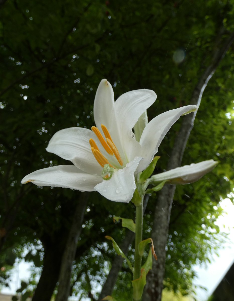 A #lily bloomed after the rain.

🌼🌧️

#NaturePhotography #NaturePhoto #nature #floral #flower #flowers #flowerpics #flowerphoto #flowerlover #FlowerPhotography #Liliumcandidum #whitelily #photo #photos #photography #plant #plants #花 #植物 #自然 #攝影 #寫真 #百合 #白百合 #百合花