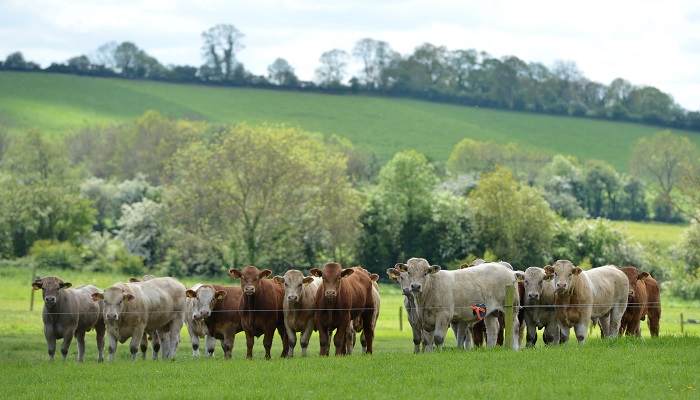 Researchers from Teagasc Grange Research Centre report on the effect of forage or concentrate beef production systems on farm profit, carbon footprint, land use and meat nutritional value.
bit.ly/43I6453