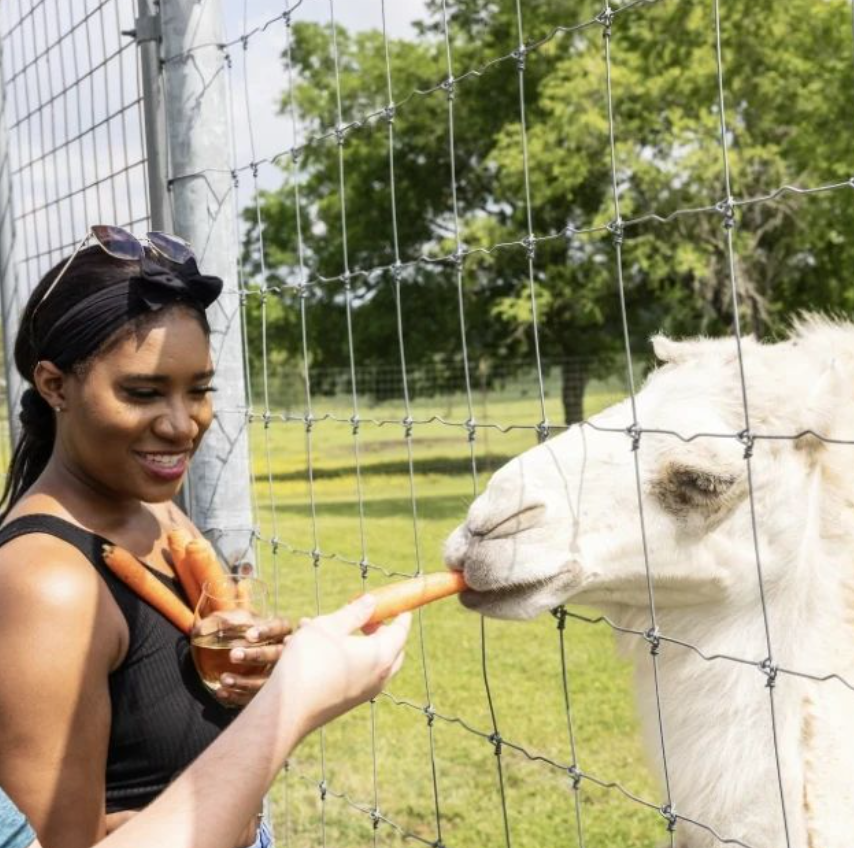 Come out to West Sandy Creek Winery for a lovely Texas backroads adventure! Take in the beauty of the area while experiencing award-winning wines and feeding the adorable baby camel and other animals. #VisitHuntsvilleTX