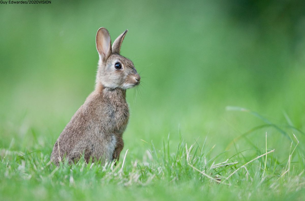 The Wildlife Trusts tweet media