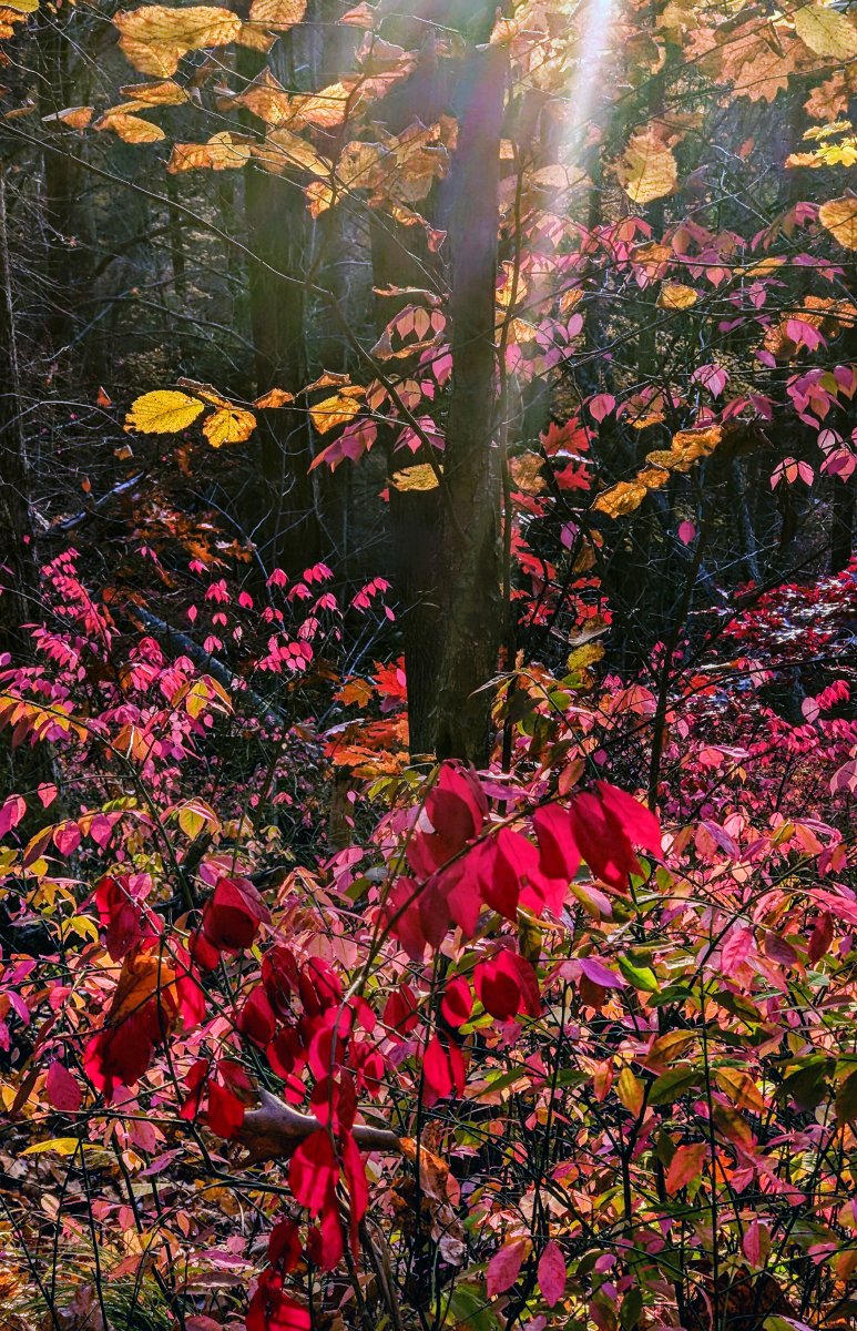 Autumn underbrush. Giant's Head, Sleeping Giant State Park, Hamden, Connecticut. November 4, 2022, 5:06 PM. Autumn going out in a blaze of glory.

#hiking #photography #landscapephotography #nature #Connecticut #autumn #forest #naturephotography #trails #mountains #autumnvibes