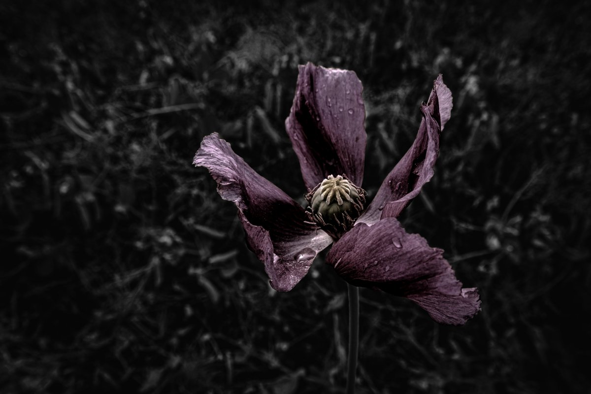 rvonvihar's tweet photo. 𝖙𝖊𝖆𝖗𝖘 𝖔𝖋 𝖘𝖆𝖉𝖓𝖊𝖘𝖘

#photooftheday #FLOWER #NaturePhotography #darkness https://t.co/ewKrFrxRQD