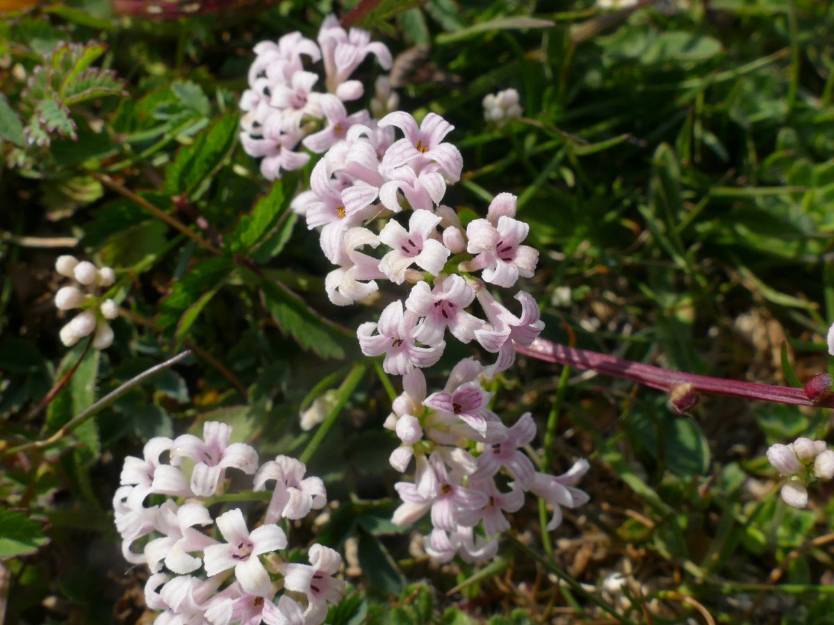 Squinancywort (asperula cynanchica) seen in white and pink this week on Stockbridge Down. #wildflowerhour
