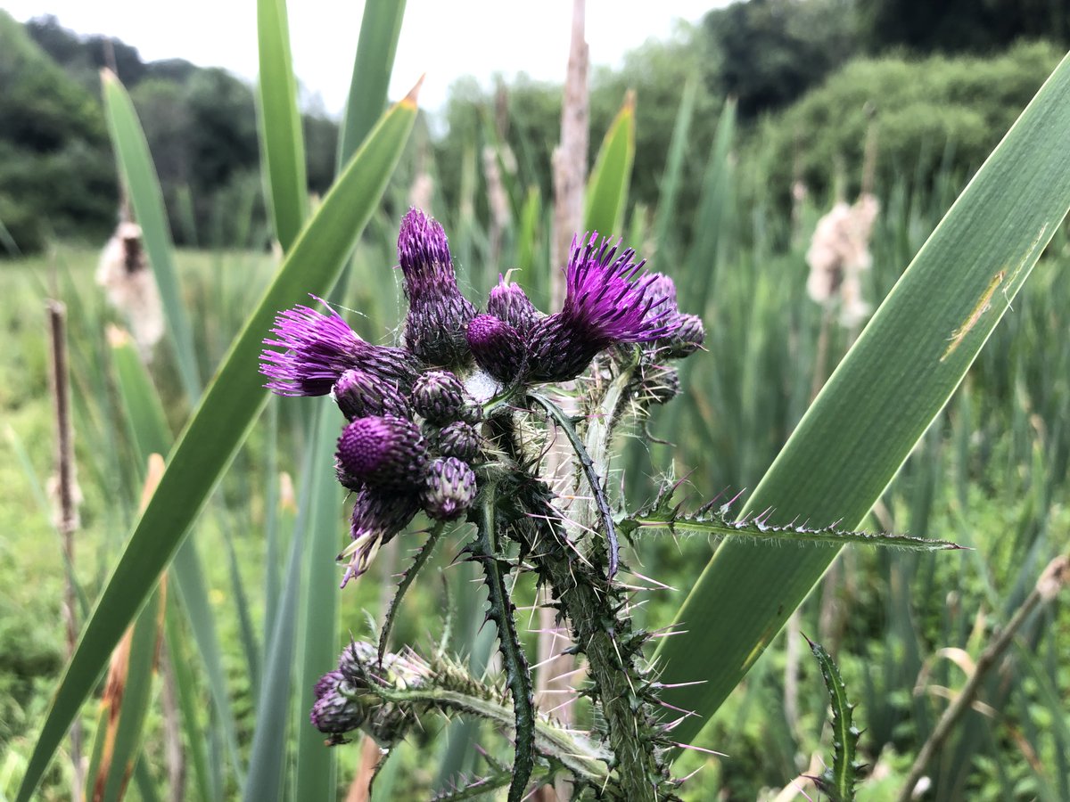 Some #PondPlants seen in flower this week for #wildflowerhour on my patch in Wiltshire: Water Figwort with Mullein Moth caterpillar, Great Reedmace, Fool's Watercress & Marsh Thistle @BSBIbotany @wildflower_hour @WiltsWildlife