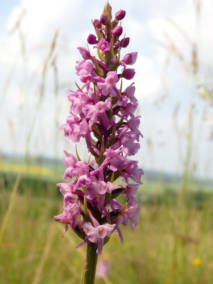 Found on an Iron Age #hillfort in #Dorset last week @Durotrigesdig pyramidal, greater butterfly, common spotted & chalk fragrant #orchids @ukorchids @BSBIbotany #wildflowerhour