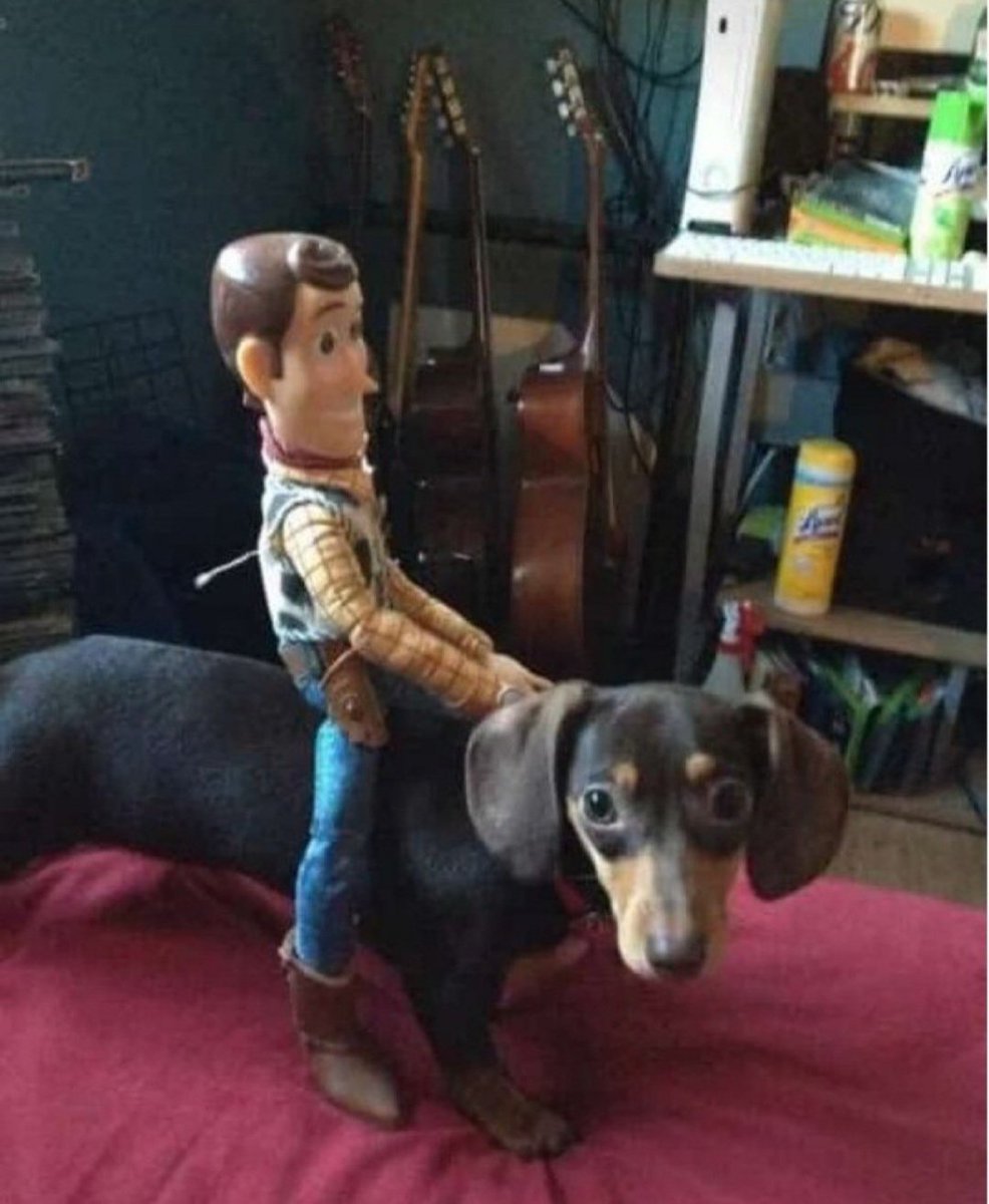 𝓓𝓸𝓰𝓰𝓸 𝓓𝓮𝓵𝓲𝓰𝓱𝓽 🐶 (@petpalsunite) on Twitter photo 