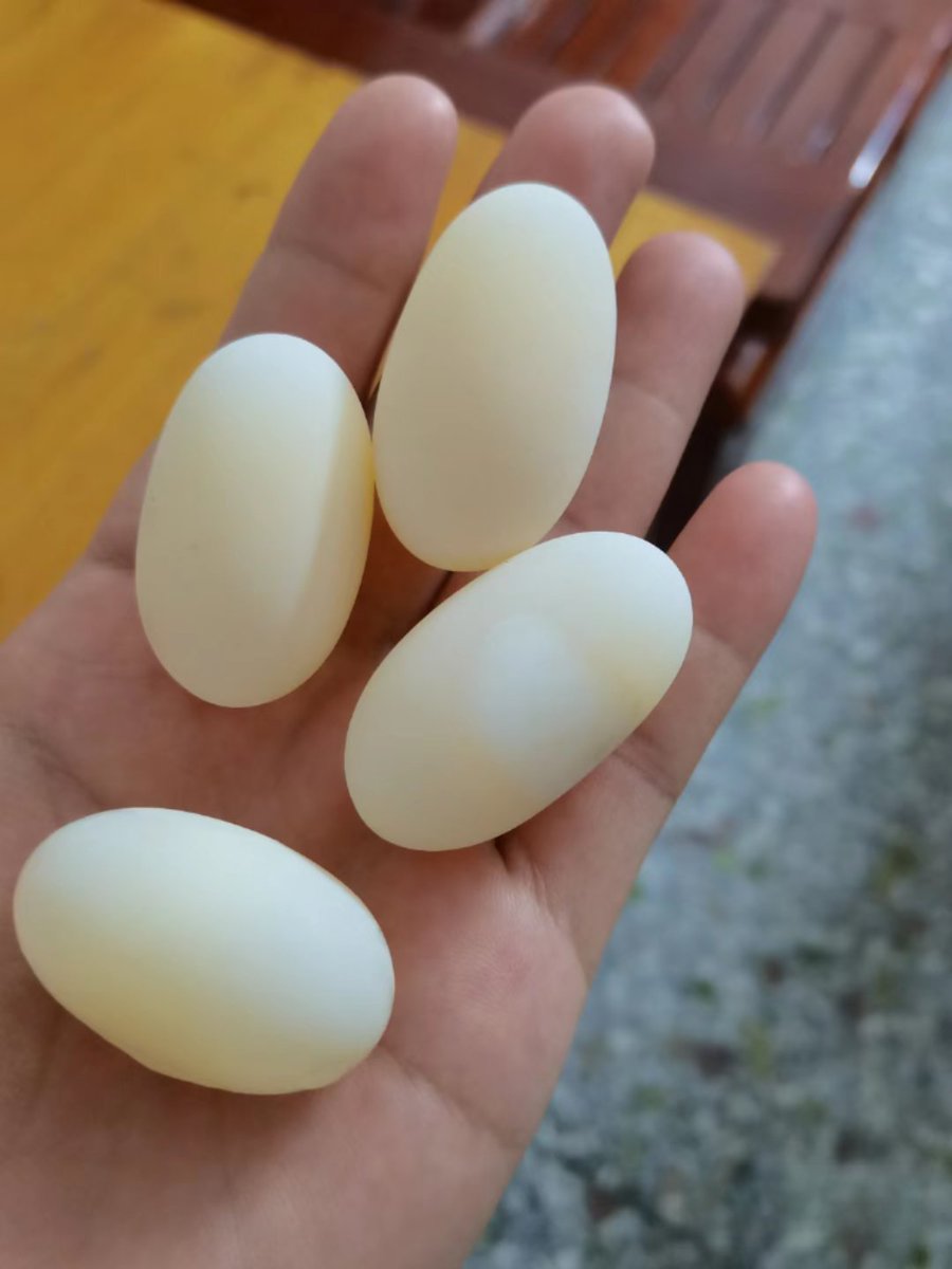 余飞（互fo） tweet media