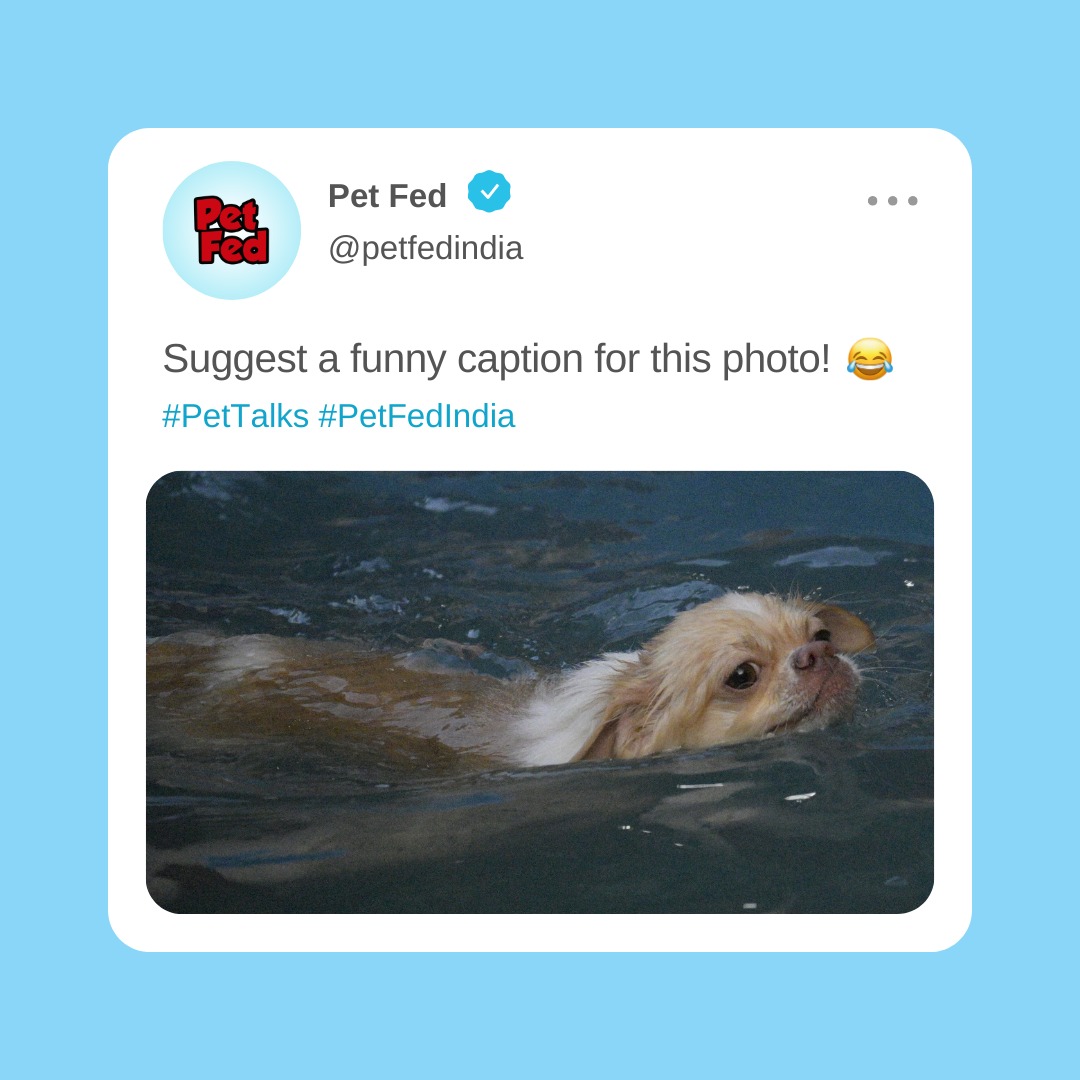 Suggest a funny caption that goes best with this photo….🤣
May the best caption wins! 😅
We’ll pin the best ones in the comment section😎
.
.
.
#petfed #vellapanti #funnycaption #doggo #dogs #pawrents #dogparents #meme