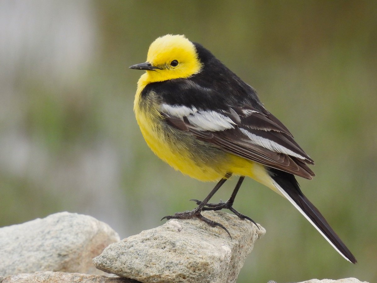 Citrine Wagtail at Hanle #Ladakh for @IndiAves yellow theme #VIBGYORinNature.
This black-backed race, 'calcarata', is a summer visitor. Wintering further south across India they can be seen alongside nominate grey-backed 'citreola' which also occur in Ladakh on passage #IndiAves.