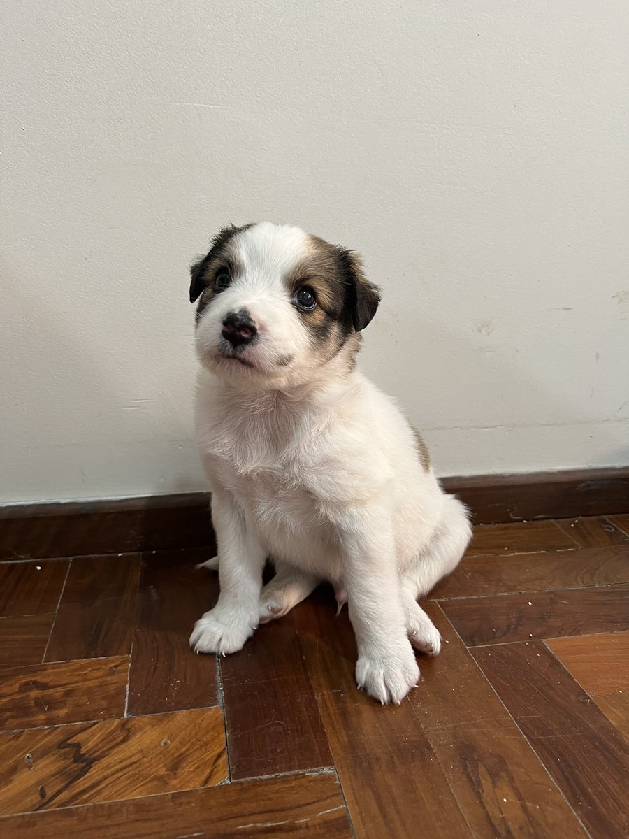 isitgiu's tweet photo. GORDITOS EN ADOPCIÓN 🙏🏼 son dos perritos machos, hermanitos 🤍 están desparasitados y sanitos!! 

cualquier cosa comunicarse por dm o con hocicosfelicescba en instagram 🥹

@VivireNuevaCba https://t.co/cAegIZwgX9
