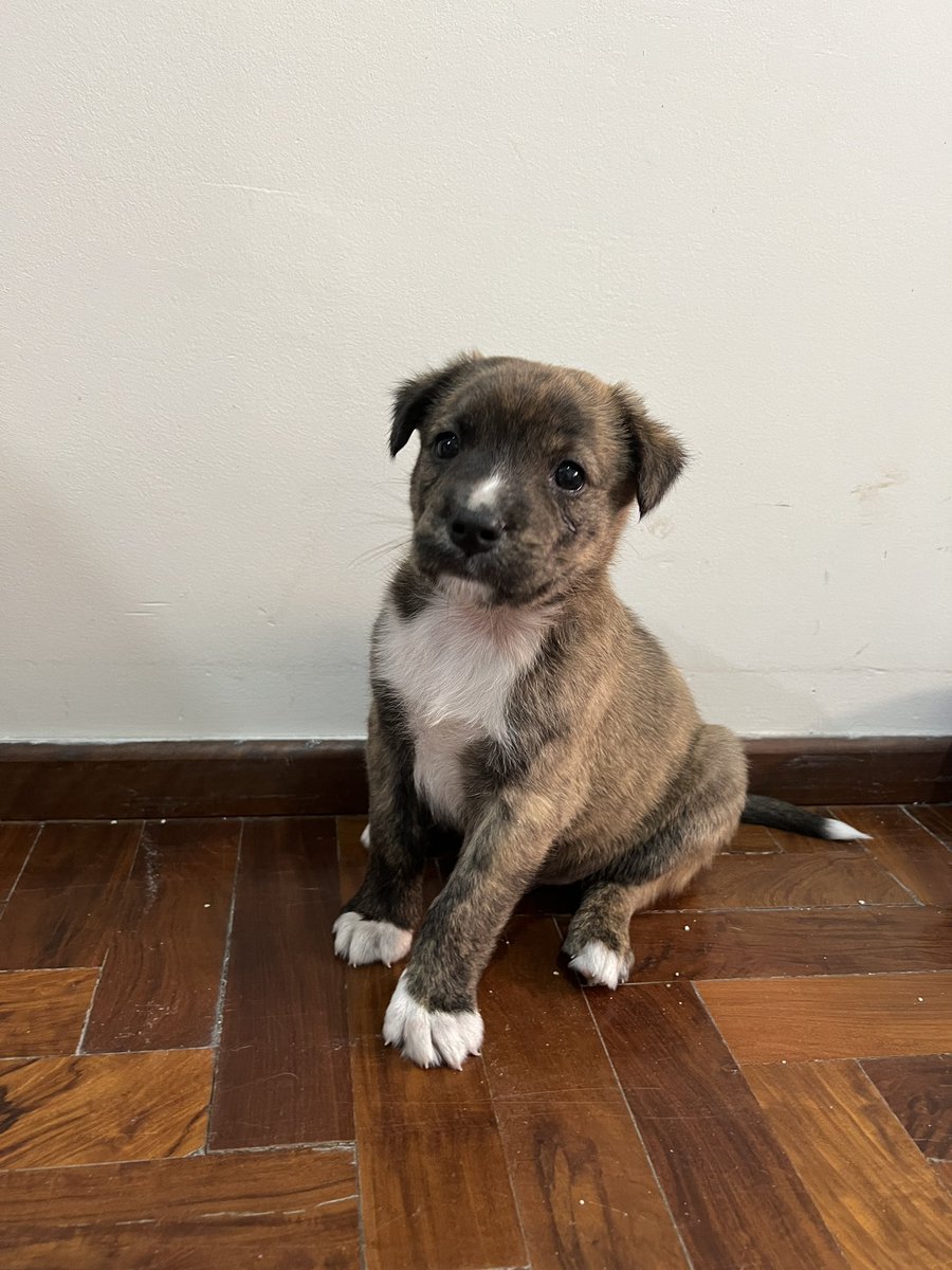 isitgiu's tweet photo. GORDITOS EN ADOPCIÓN 🙏🏼 son dos perritos machos, hermanitos 🤍 están desparasitados y sanitos!! 

cualquier cosa comunicarse por dm o con hocicosfelicescba en instagram 🥹

@VivireNuevaCba https://t.co/cAegIZwgX9