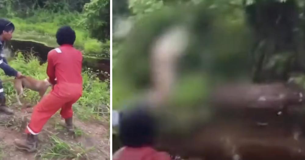 3 men throw stray dog into crocodile-infested swamp in Indonesia for stealing their food bit.ly/44086Nm