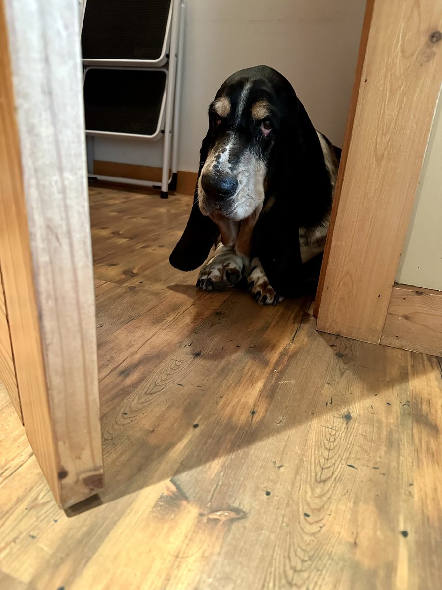Mockler Bassets tweet media