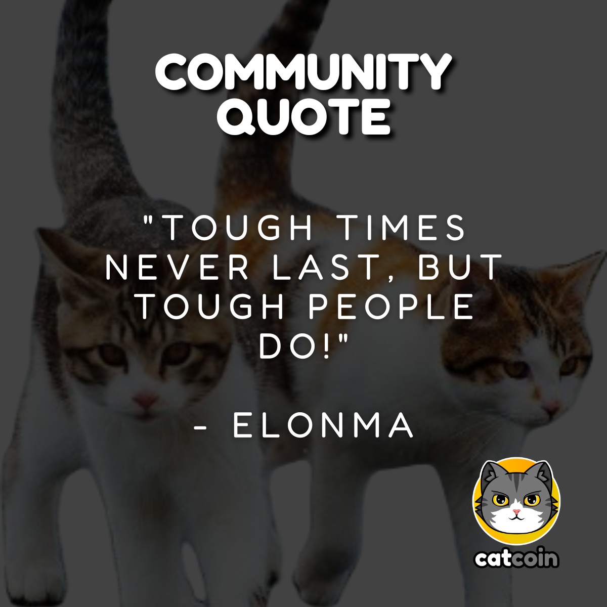 The $CATS of the #CatcoinArmy are resilient.