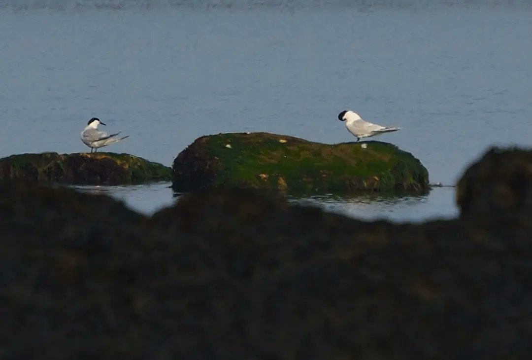 Distant sandwich terns
#berwickupontweed