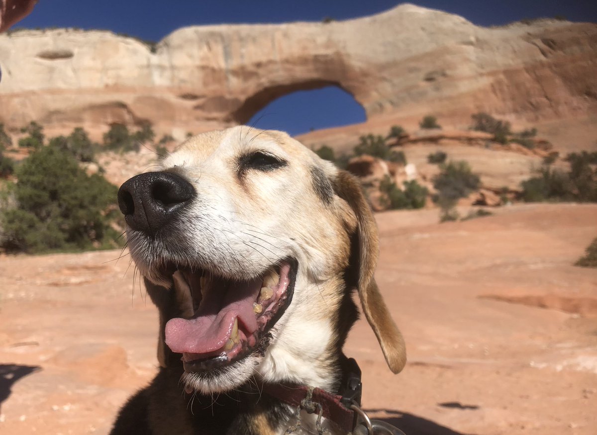 JesseWChaney's tweet photo. This old man had a great time in #Moab. He made it to the top and I only had to carry him twice! https://t.co/ocQVXpQC1B