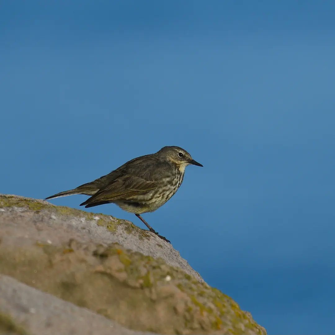 #rockpipit at #berwickupontweed