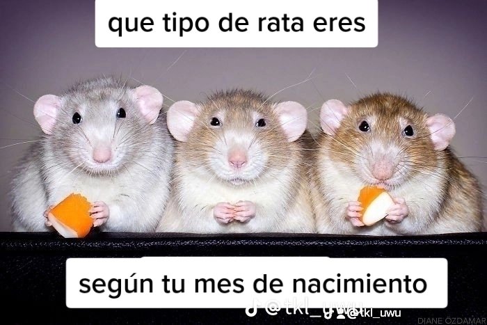 paulacroqueta's tweet photo. qué rata eres según tu mes de nacimiento? https://t.co/muoFA8OMMb