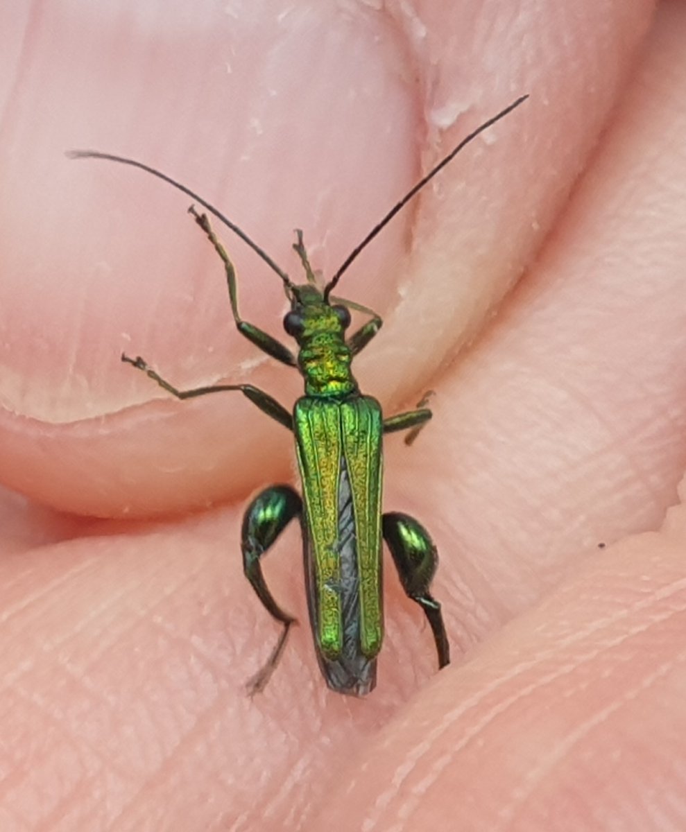 I keep seeing tiny blue angels everywhere in my garden... well, Blue Ash Aphids and I just found a male Thick Legged Flower Beetle in my conservatory who'd just freed himself from a spiders web.
#ILOVEBUGS @georgecmcgavin